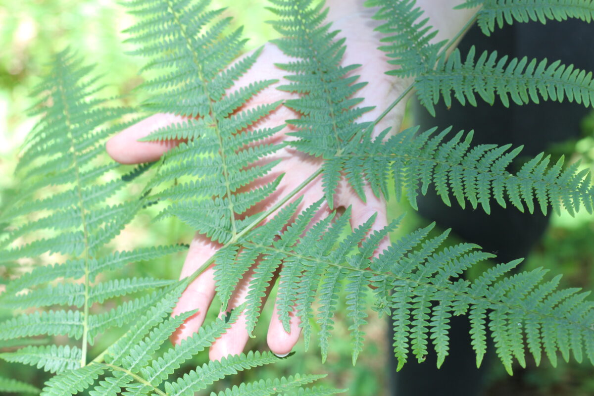 bain de forêt à seignosse